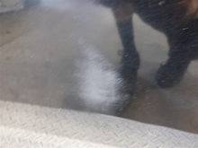 Load image into Gallery viewer, HOOD BMW 645ci 650i M6 04 05 06 07 08 09 10 - 1129456
